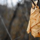 Autumn leaf maple... ������� ���� ��������... �� ������� �������
