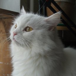 ���� �����, ���������, 42 ���� - ��������� 15 ����� 2010