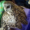 ���� �������, ���������, 56 ��� - ��������� 2 ������� 2013 � ������ ������ ��������