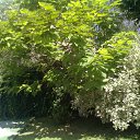 ���� ���������, ����, 65 ��� - ��������� 28 ���� 2012 � ������ �����