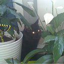 ���� �������, ���������, 49 ��� - ��������� 10 ���� 2011 � ������ �Magnificent�