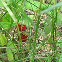 ���� ����� �, �����, 55 ��� - ��������� 6 ���� 2012 � ������ ������-�������-�����