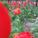 ���� ��������, ��������������, 50 ��� - ��������� 1 ��� 2011 � ������ �BEST!!!!!�