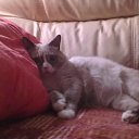 ��� ����� �� ������� ���� ����������