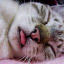 ���� Uroda, ��������, 85 ��� - ��������� 13 ������ 2011