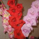 ���� ������, ������ ��������, 56 ��� - ��������� 21 ����� 2011