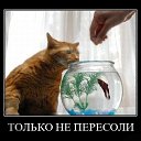 ���� �������, ������, 58 ��� - ��������� 4 ��� 2013