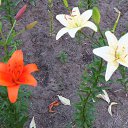 ���� ������, ������, 57 ��� - ��������� 1 ���� 2013 � ������ �������