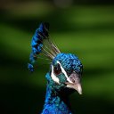 ���� ���, ������, 51 ��� - ��������� 6 ��� 2010 � ������ ���� ����������