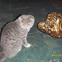  ,  , 33  -  27  2011    