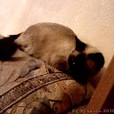 ���� ���@����@, �������, 49 ��� - ��������� 23 ������� 2010 � ������ ���� �����