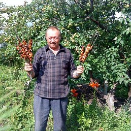 ������, ���������, 66 ���