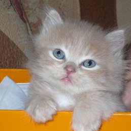 ���� �������, ���������, 51 ��� - ��������� 8 ������� 2011