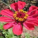 ���� Xameleon, ������, 42 ���� - ��������� 19 ������ 2009 � ������ �������, ������, ������ ���� �� ����������