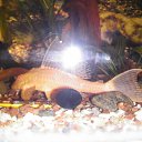 �������������� 18�� �� ������� ���� ��������