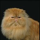 ���� (=�����=), ������, 50 ��� - ��������� 27 ���� 2010