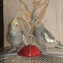 ���� ����, �������, 40 ��� - ��������� 3 ������� 2012 � ������ �������