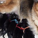 Puppies - 7 days old          