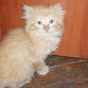 ���� �������, ������, 46 ��� - ��������� 27 ���� 2010