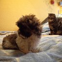 ���� ����, �����-���������, 41 ��� - ��������� 20 ����� 2011 � ������ ���� � �����