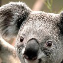 ���� �������, ������, 42 ���� - ��������� 21 ���� 2011 � ������ �PetLove�