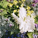 ���� �����, ������, 51 ��� - ��������� 15 ������ 2009 � ������ ���� �����