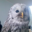 ���� ��������, ���������� �����, 52 ���� - ��������� 18 ������ 2011 � ������ �����