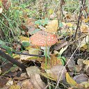 ���� �������, �����, 65 ��� - ��������� 9 ������� 2011 � ������ ���� ����������