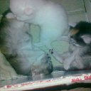 ���� ���������, ����, 53 ���� - ��������� 29 ���� 2012 � ������ ������