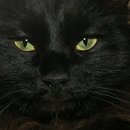 ���� ������, ���������, 54 ���� - ��������� 17 ���� 2012