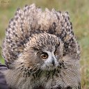 ���� �������, ������������ - ��������� 12 ���� 2012 � ������ ���� ����������