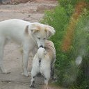 ���� �����, ��������, 65 ��� - ��������� 10 ���� 2013 � ������ ���� ����������