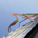 ���� ���������, ����������, 35 ��� - ��������� 12 ������ 2011 � ������ ������� ��������:)�