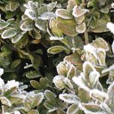 ���� ������, �����������, 55 ��� - ��������� 23 ������� 2011 � ������ �������