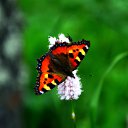 ���� Svann, ���������, 71 ��� - ��������� 11 ���� 2013 � ������ ���������� �� �������