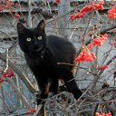 ���� ���������, ������, 71 ��� - ��������� 6 ������� 2012 � ������ ���� ���������Ȼ