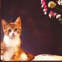 ���� ������, ���-����, 28 ��� - ��������� 15 ������� 2009 � ������ �����������