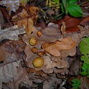 ���� �����, �������, 44 ���� - ��������� 27 ������� 2009 � ������ �������