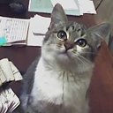 ���� �������, ��������, 54 ���� - ��������� 11 ������� 2010 � ������ ���� ����������