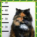 ���� ��������� �����, ��������, 36 ��� - ��������� 14 ������ 2012