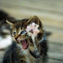  , -, 39  -  25  2010    