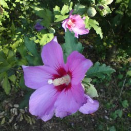 ������ �������, �����������, 51 ���