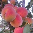 ���� �������, ������, 57 ��� - ��������� 14 ���� 2012 � ������ ���� ������