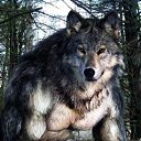 � � ���������)))) �� ������� ���� ����������