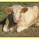   (Paolo Genua),  -  29  2009    