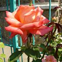 ���� ��������, ������ - ��������� 23 ������� 2010 � ������ �������