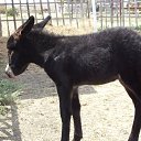 ���� Nik, �����, 63 ���� - ��������� 14 ����� 2010 � ������ ���� ���������