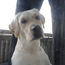 ��� ������� �� ������� ���� ����������