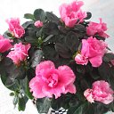 ���� �������, ���������, 66 ��� - ��������� 14 ������� 2013 � ������ ���� ����������