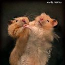 ���� ����. ��������� �� ��!, ������, 72 ���� - ��������� 30 ������ 2011 � ������ ���������